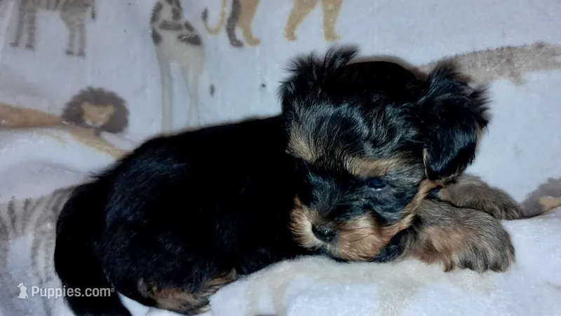 Teddy – Yorkipoo, Yorkshire Terrier puppy for sale in Martin, TN