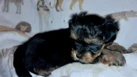 Teddy, a male Yorkipoo and Yorkshire Terrier for sale in Martin, TN – 1 of 1