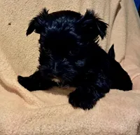Bella, a female Yorkipoo and Yorkshire Terrier for sale in Martin, TN – 1 of 1