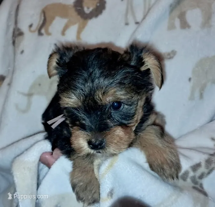 Milo – Yorkipoo, Yorkshire Terrier puppy for sale in Martin, TN
