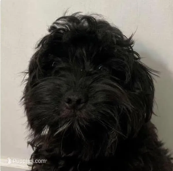 Luna, a female Yorkipoo for sale in Martin, TN – Photo 1 of 3