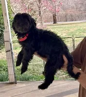 Luna, a female Yorkipoo for sale in Martin, TN – Photo 3 of 3