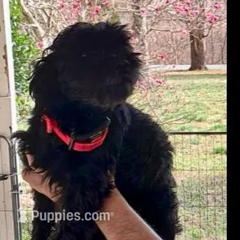 Luna, a female Yorkipoo for sale in Martin, TN – Photo 2 of 3