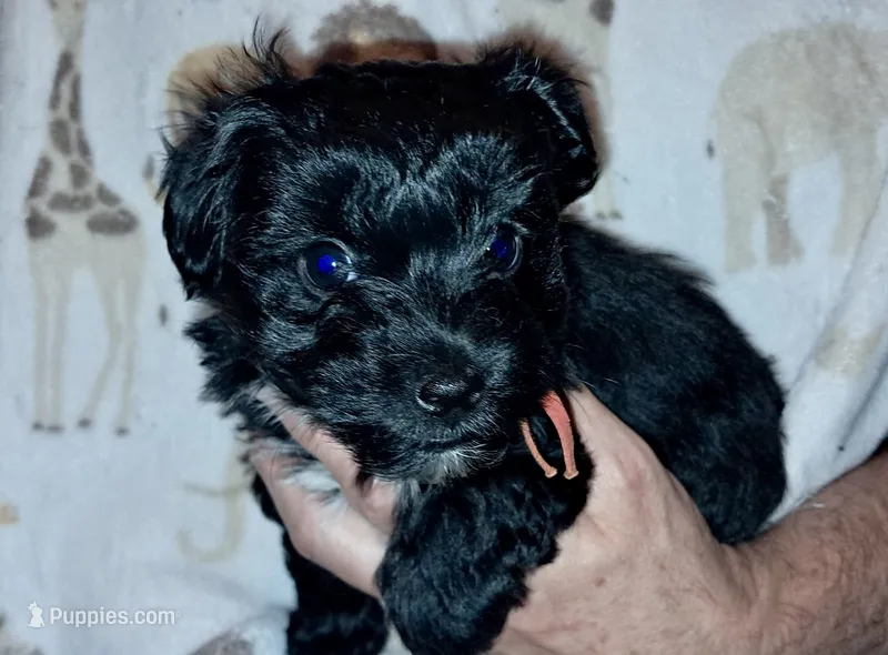 Luna – Yorkipoo, Yorkshire Terrier puppy for sale in Martin, TN
