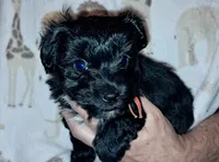 Luna, a female Yorkipoo for sale in Martin, TN – 1 of 2