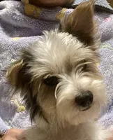Lily, a female Yorkipoo for sale in Martin, TN – 4 of 4