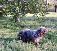 Leah, a female Yorkipoo for sale in Martin, TN – 5 of 5