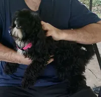 Sadie, a female Yorkipoo for sale in Martin, TN – 2 of 6