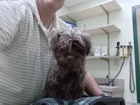 Leah, a female Yorkipoo for sale in Martin, TN – 2 of 5