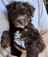 Cody, a male Miniature Labradoodle for sale in Martin, TN – 2 of 4