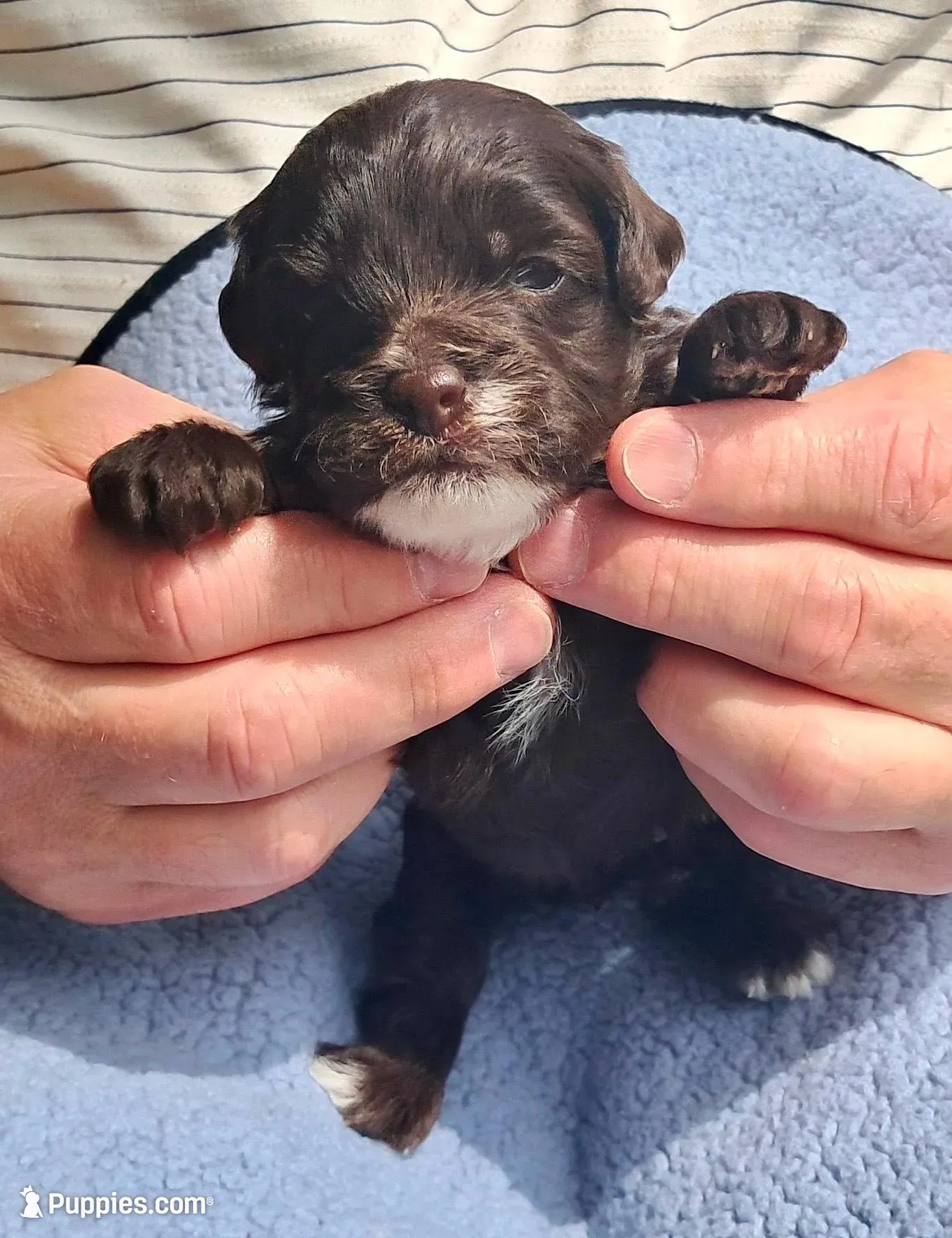 Duke, a male Yorkipoo and Poodle - Standard  for sale in Martin, TN – Photo 1 of 3