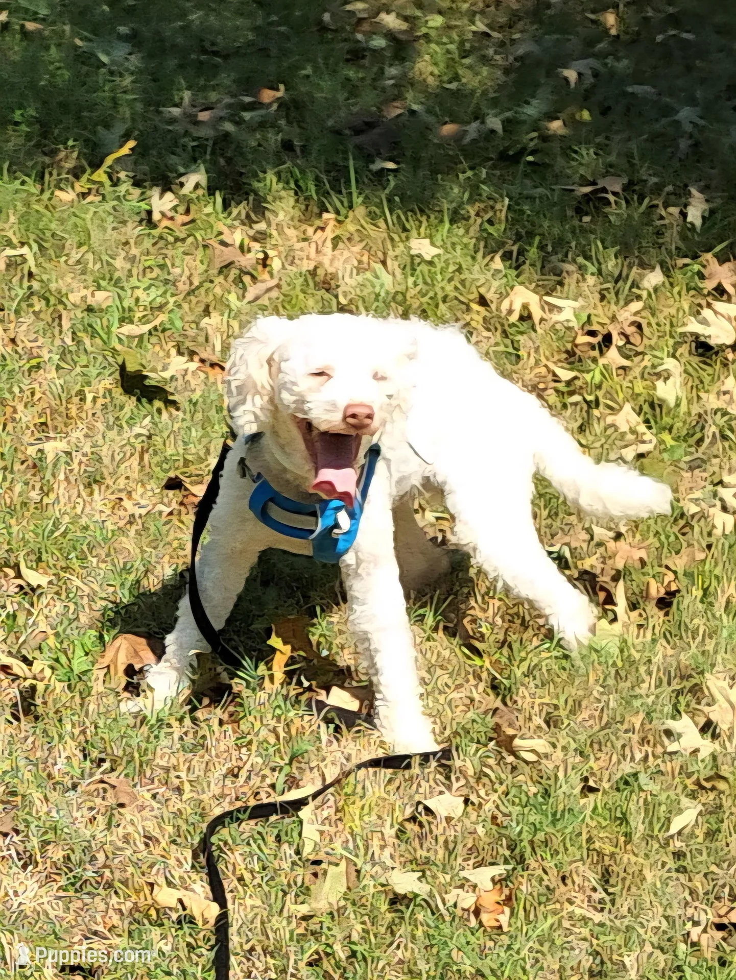 Lily, a female Yorkipoo and Poodle - Standard  for sale in Martin, TN – Photo 3 of 3