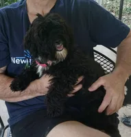 Sadie, a female Yorkipoo for sale in Martin, TN – 3 of 6
