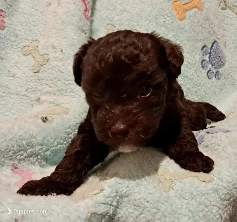 Zoe – Yorkipoo, Poodle - Standard  puppy for sale in Martin, TN