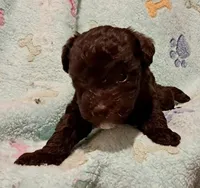 Zoe, a female Yorkipoo and Poodle - Miniature  for sale in Martin, TN – 1 of 5