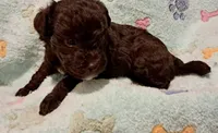 Zoe, a female Yorkipoo and Poodle - Miniature  for sale in Martin, TN – 2 of 5