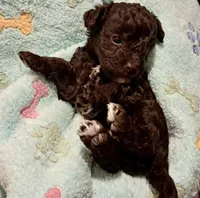 Zoe, a female Yorkipoo and Poodle - Miniature  for sale in Martin, TN – 3 of 5
