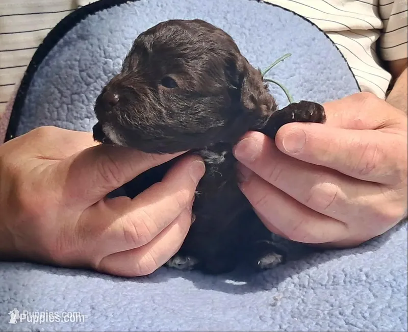 Zoe – Yorkipoo, Poodle - Standard  puppy for sale in Martin, TN