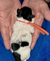 Lily, a female Yorkipoo for sale in Martin, TN – 2 of 4