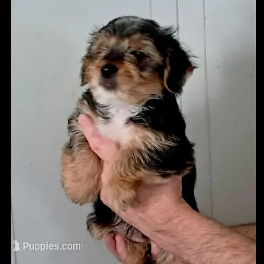 Baxter, a male Yorkipoo for sale in Martin, TN – Photo 2 of 5