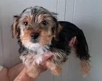 Cooper, a male Yorkipoo for sale in Martin, TN – Photo 3 of 5