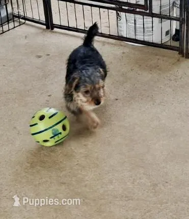 Cooper – Yorkipoo puppy for sale in Martin, TN