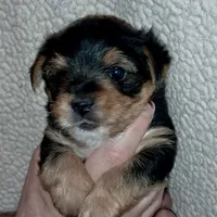 Baxter, a male Yorkipoo for sale in Martin, TN – Photo 5 of 5