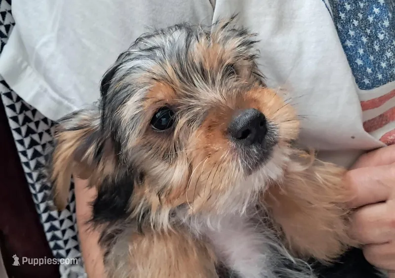 Cooper – Yorkipoo puppy for sale in Martin, TN
