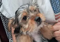 Cooper, a male Yorkipoo for sale in Martin, TN – Photo 1 of 5