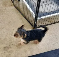 Cooper, a male Yorkipoo for sale in Martin, TN – Photo 4 of 9