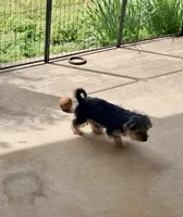 Cooper, a male Yorkipoo for sale in Martin, TN – Photo 2 of 9