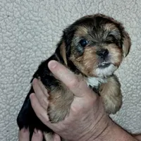 Baxter, a male Yorkipoo for sale in Martin, TN – Photo 4 of 5