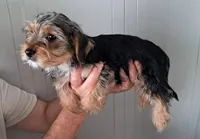 Cooper, a male Yorkipoo for sale in Martin, TN – Photo 2 of 5