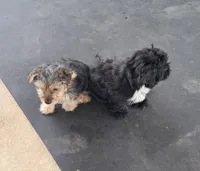 Cooper, a male Yorkipoo for sale in Martin, TN – Photo 5 of 9