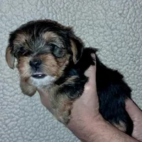 Baxter, a male Yorkipoo for sale in Martin, TN – Photo 3 of 5