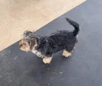 Cooper, a male Yorkipoo for sale in Martin, TN – Photo 3 of 9