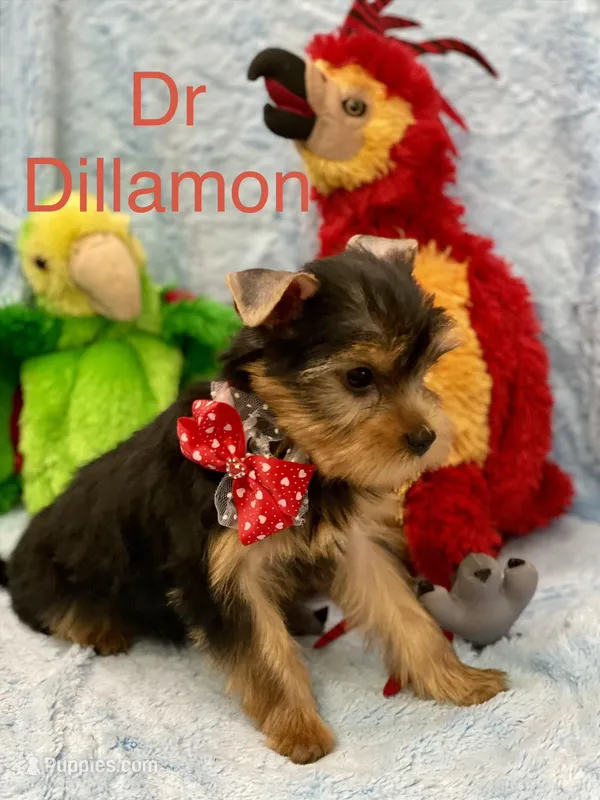 Dr Dillamon