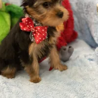 Dr Dillamon, a male Yorkshire Terrier for sale in Gainesville, FL – Photo 8 of 9
