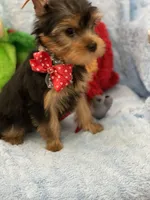 Dr Dillamon, a male Yorkshire Terrier for sale in Gainesville, FL – Photo 5 of 5