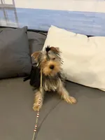 Dr Dillamon, a male Yorkshire Terrier for sale in Gainesville, FL – Photo 5 of 9