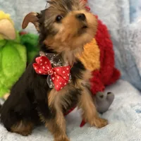 Dr Dillamon, a male Yorkshire Terrier for sale in Gainesville, FL – Photo 6 of 9