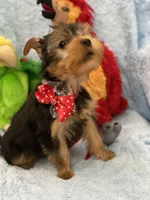 Dr Dillamon, a male Yorkshire Terrier for sale in Gainesville, FL – Photo 4 of 5