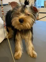 Dr Dillamon, a male Yorkshire Terrier for sale in Gainesville, FL – Photo 2 of 9
