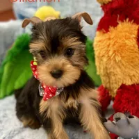 Dr Dillamon, a male Yorkshire Terrier for sale in Gainesville, FL – Photo 9 of 9