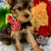 Dr Dillamon, a male Yorkshire Terrier for sale in Gainesville, FL – Photo 7 of 9