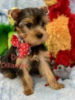 Dr Dillamon, a male Yorkshire Terrier for sale in Gainesville, FL – Photo 3 of 5