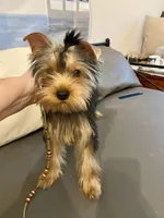 Dr Dillamon, a male Yorkshire Terrier for sale in Gainesville, FL – Photo 1 of 9