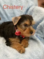 Chistery, a male Yorkshire Terrier for sale in Gainesville, FL – Photo 3 of 5