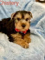 Chistery, a male Yorkshire Terrier for sale in Gainesville, FL – Photo 1 of 5