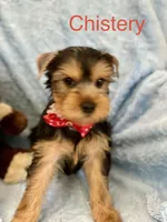 Chistery, a male Yorkshire Terrier for sale in Gainesville, FL – Photo 2 of 5